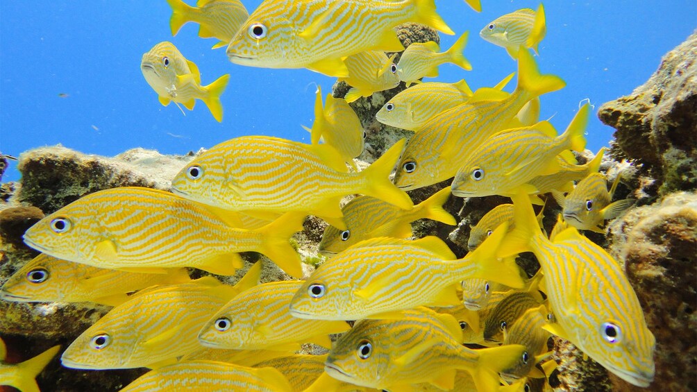 School of yellow fish in a coral reef in Cozumel