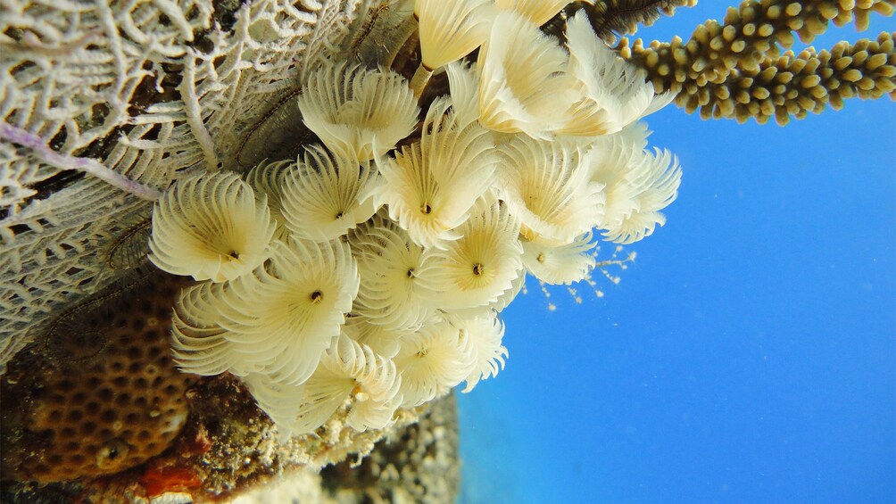 various types of coral in the waters of Cozumel