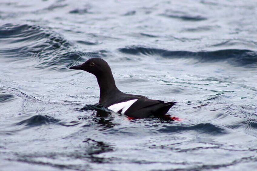 Alaska Ocean Wilderness Expedition 