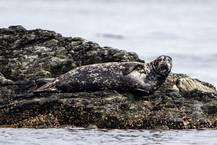 Harbor Seals can be difficult to spot when hauled out, but your Captain & Naturalist are experienced in seeing past their camouflage 