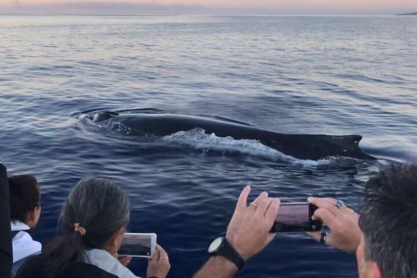 Small-Group Whale Watching Adventure