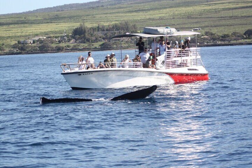 Amazing up close whale watching with Makai Adventures