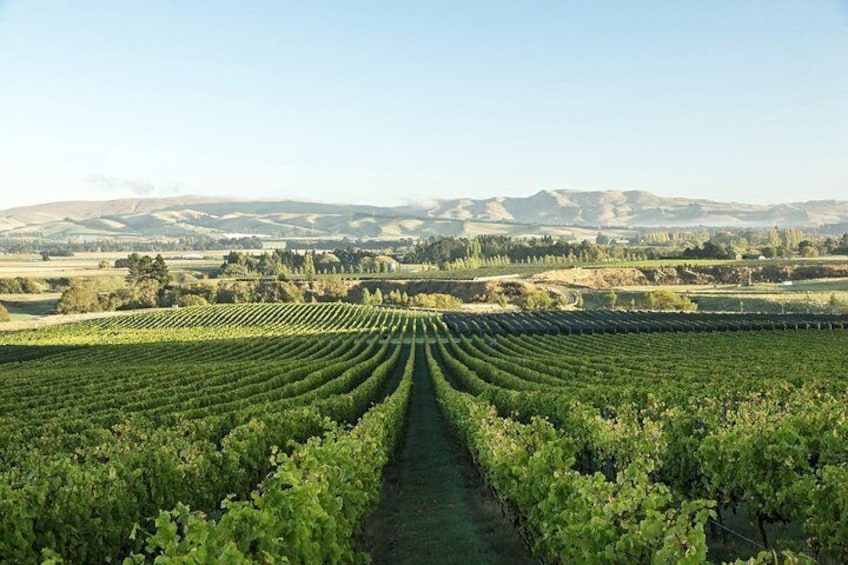A Waipara Wine Experience with Giles Tours, includes wine tastings and lunch