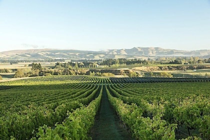 A Waipara Wine Experience with Giles Tours, includes wine tastings and lunc...