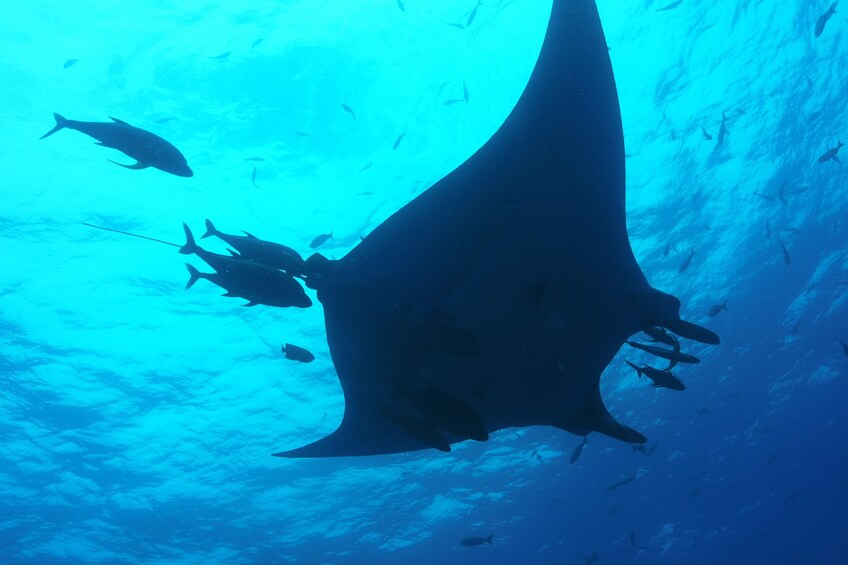 Whale Shark Safari Eco Snorkeling Tour