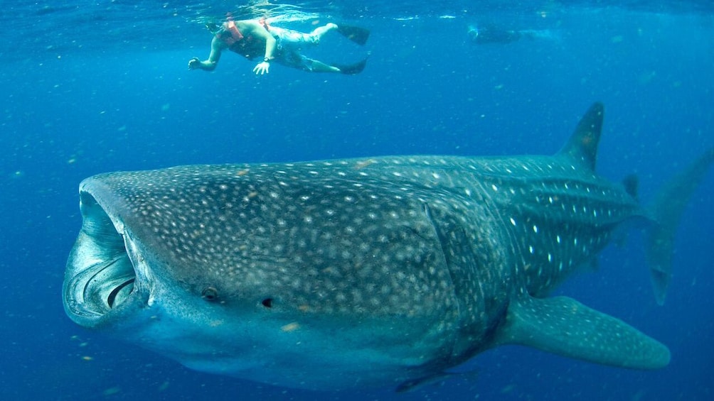 snorkeler swimming above Whale Shark