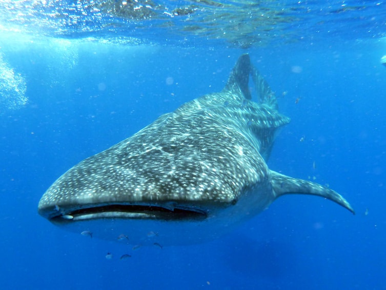 Whale Shark Safari Eco Snorkeling Tour