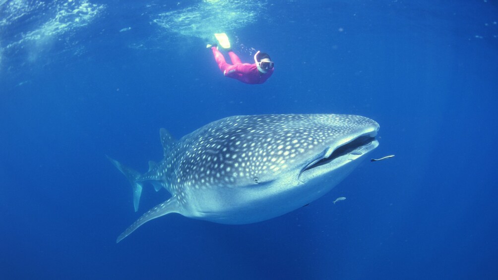 Snorkeler dwarfed swimming beside a whale shark in Cancun