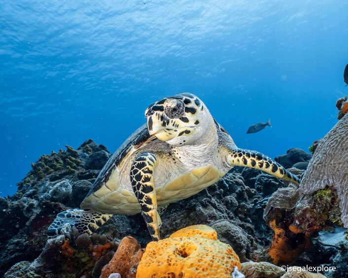 Akumal Turtle & Cenotes Snorkeling Eco-Tour