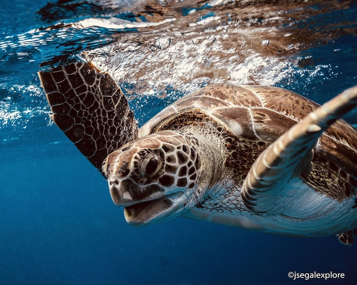 Akumal Turtle & Cenotes Snorkeling Eco-Tour