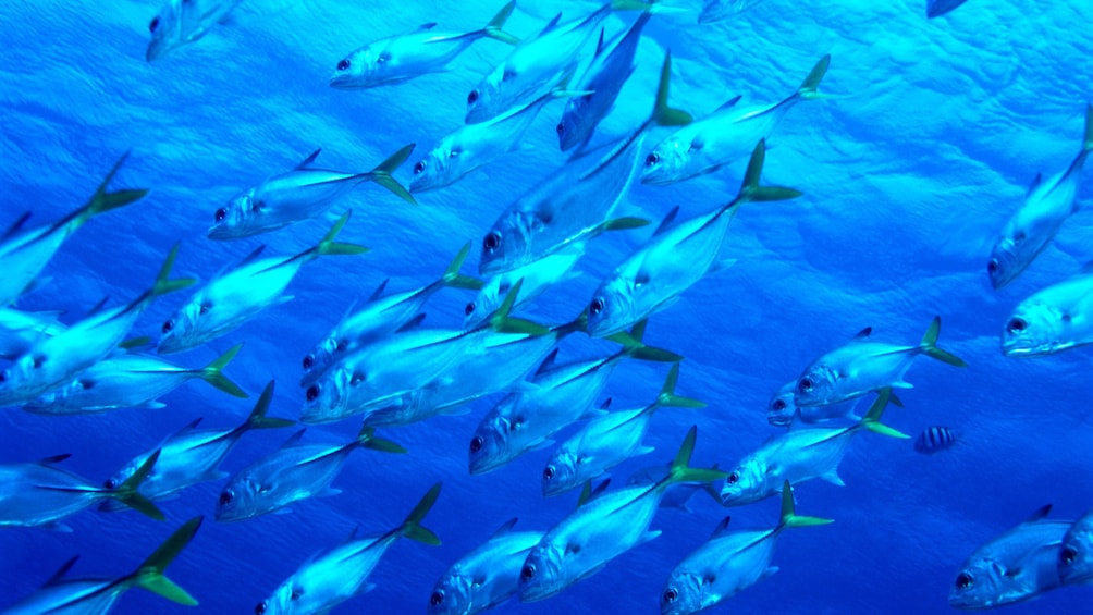 School of fish swimming in the bright blue waters of Cancun