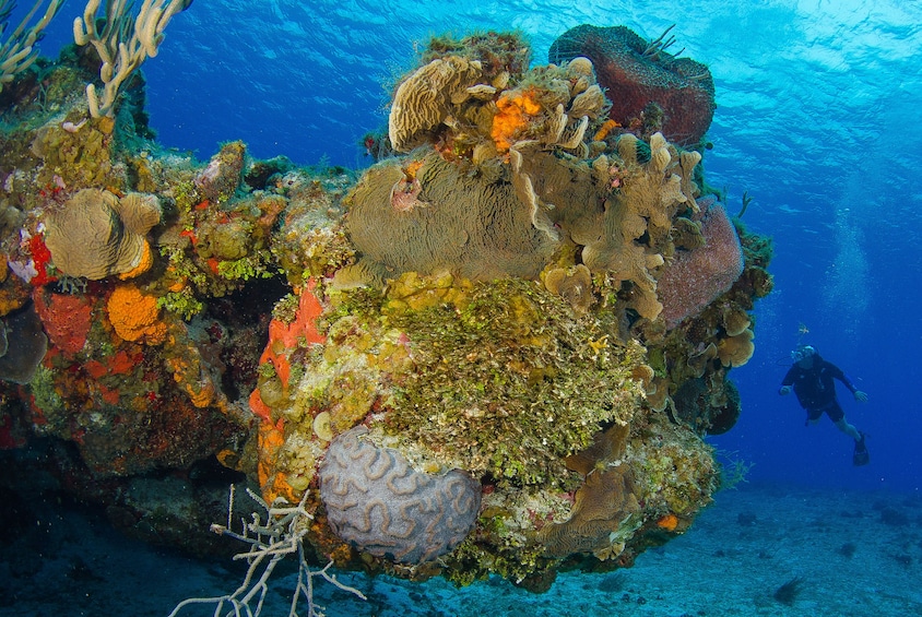 One-Day Scuba Discovery Course Riviera Maya