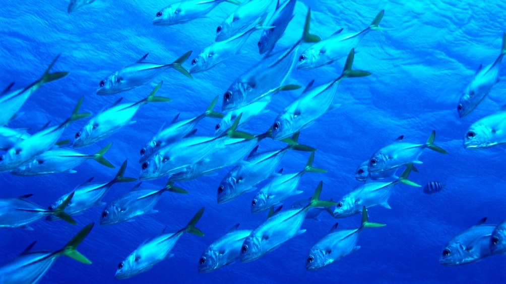 School of fish swimming in the bright blue waters of Cancun