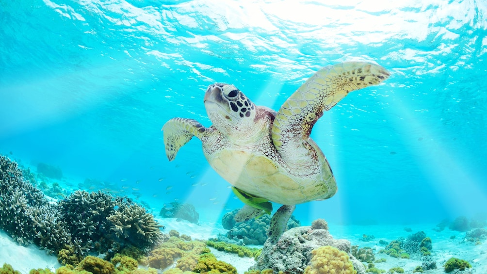 Sea turtle swimming in the bright blue waters of Cancun