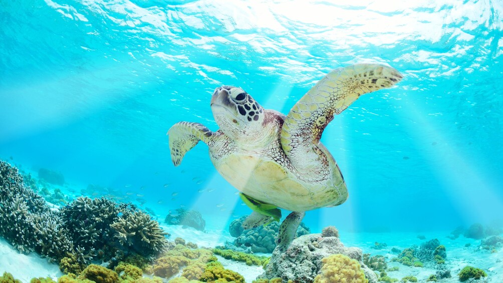 Sea turtle swimming in the bright blue waters of Cancun