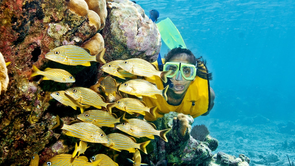 Snorkeler in Cancun