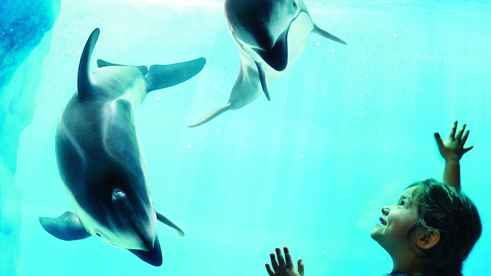 Chicago CityPASS: Admission to Top 5 Chicago Attractions
