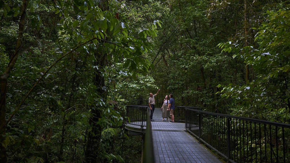 Daintree Rainforest & Cape Tribulation Day Tour 