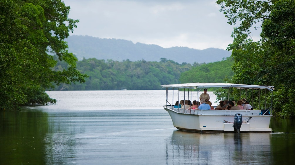 Guided cruise down the Daintree River