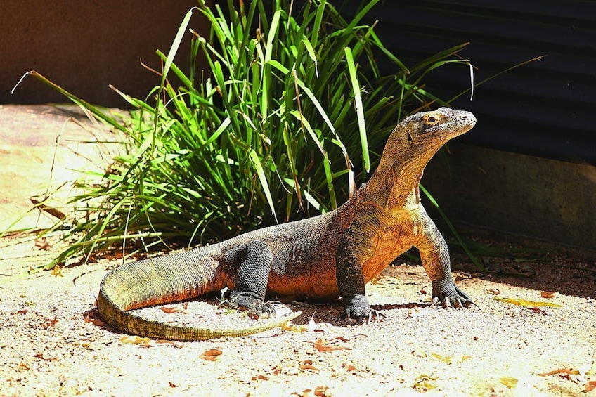 Hartley's Crocodile Adventures Half-Day Tour