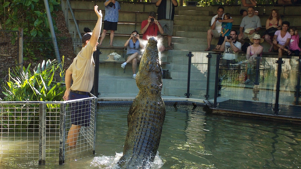 Guests watch in the stands as trainer makes crocodile perform tricks at Hartley's Crocodile Adventures in Australia  