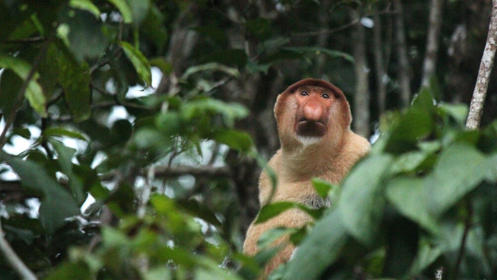 Show item 5 of 5. Monkey in a tree in Kota Kinabalu