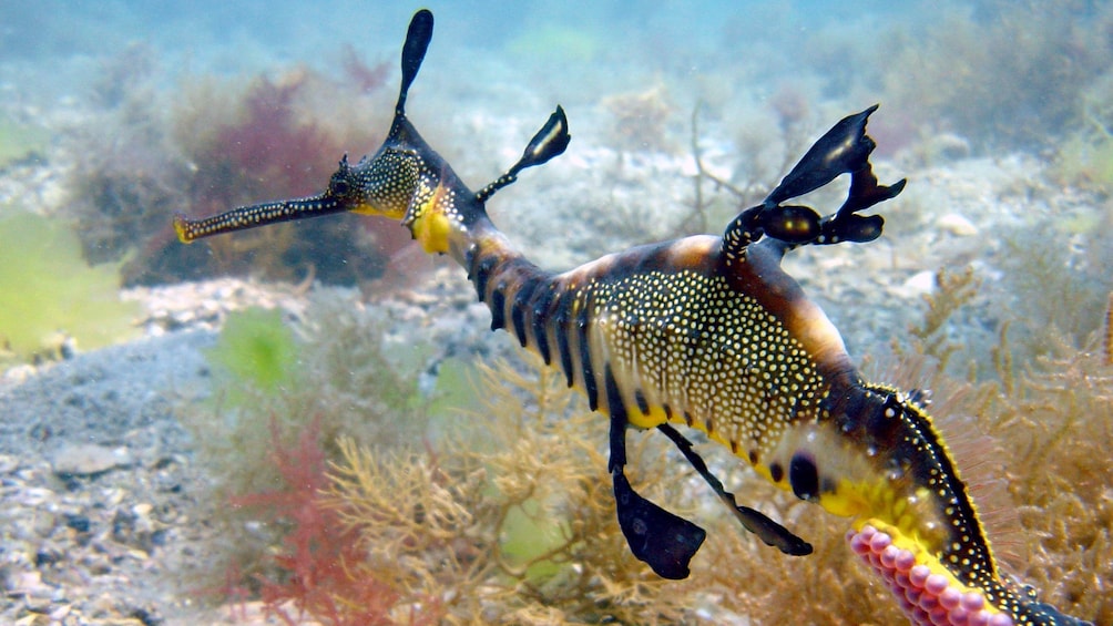 A colorful sea dragon swimming along the ocean floor in Mornington Peninsula