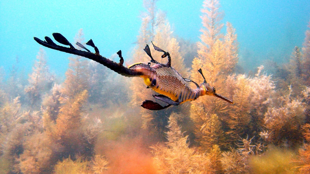 A sea dragon swimming past coral at Mornington Peninsula