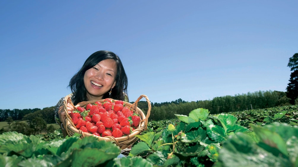 Show item 5 of 10. Woman holding a basket of fresh-picked strawberries in a field in Mornington