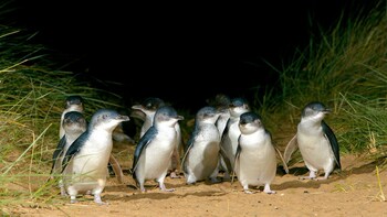Phillip Island Penguin Parade Afternoon Tour