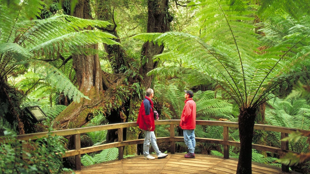 Show item 5 of 10. Couple on a self-guided tour of the lush forest of Great Otway National Park