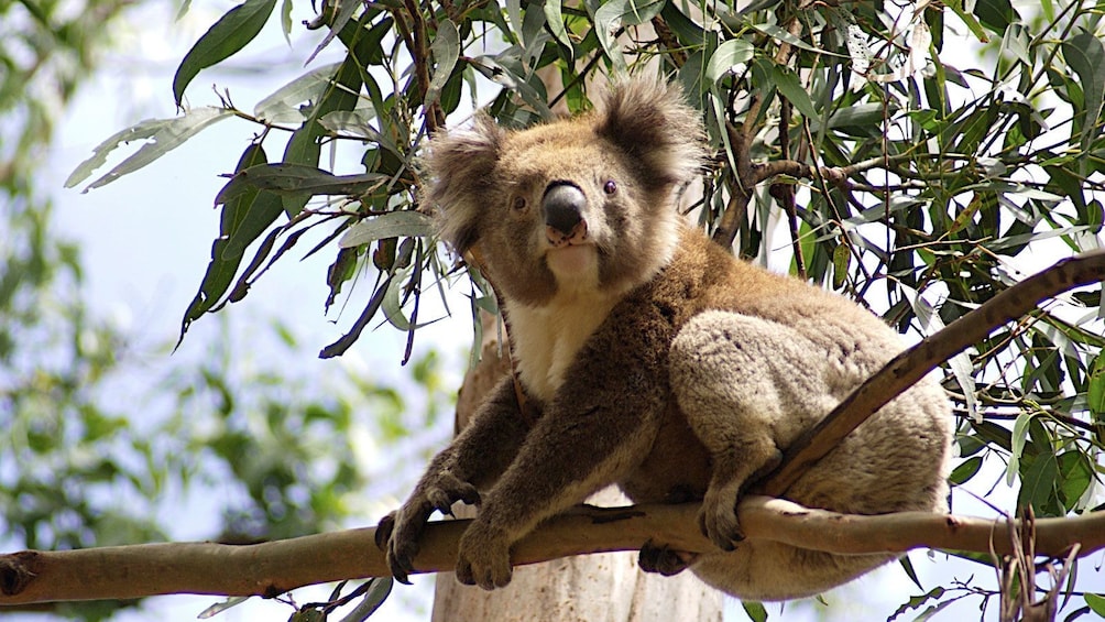 Show item 3 of 10. Koala bear perched in a tree at Great Otway National Park in Melbourne