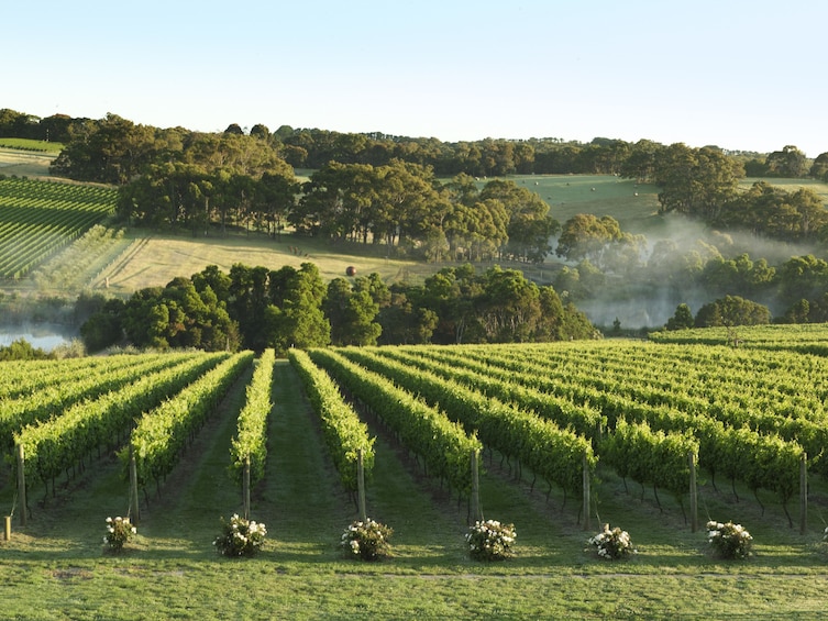 Show item 3 of 10. Mornington Peninsula Coastal Wine, Cheese and Cider Tour