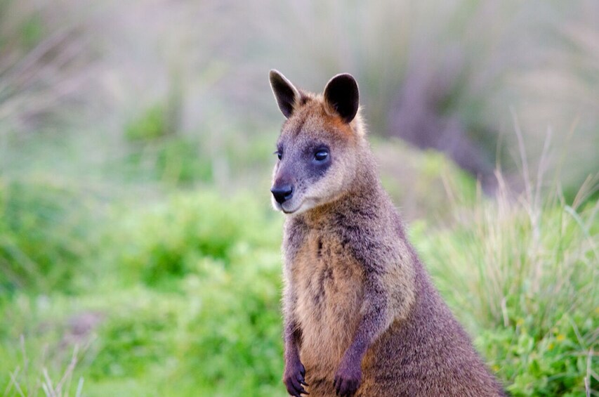 Phillip Island Wildlife & Penguin Parade Small Group Tour