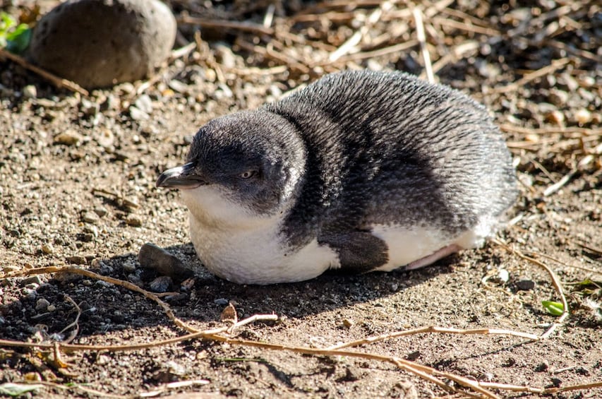 Phillip Island Wildlife & Penguin Parade Small Group Tour