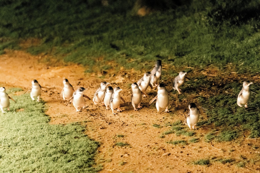 Phillip Island Wildlife Tour with Koalas Penguins & Scenic General Viewing
