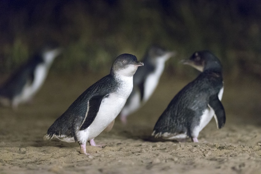 Phillip Island Wildlife & Penguin Parade Small Group Tour