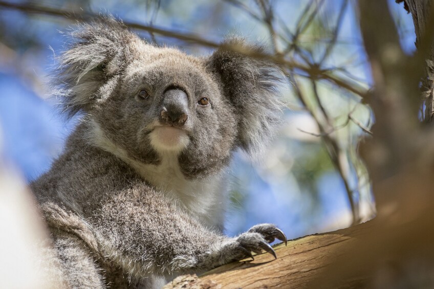 Phillip Island Wildlife & Penguin Parade Small Group Tour