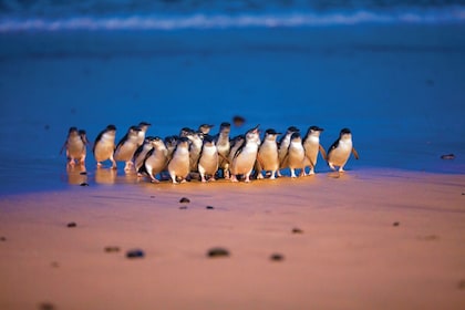 Phillip Island Wildlife Adventure und Pinguinparade-Tour