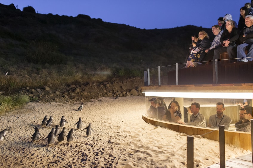 Phillip Island Wildlife & Penguin Parade Small Group Tour