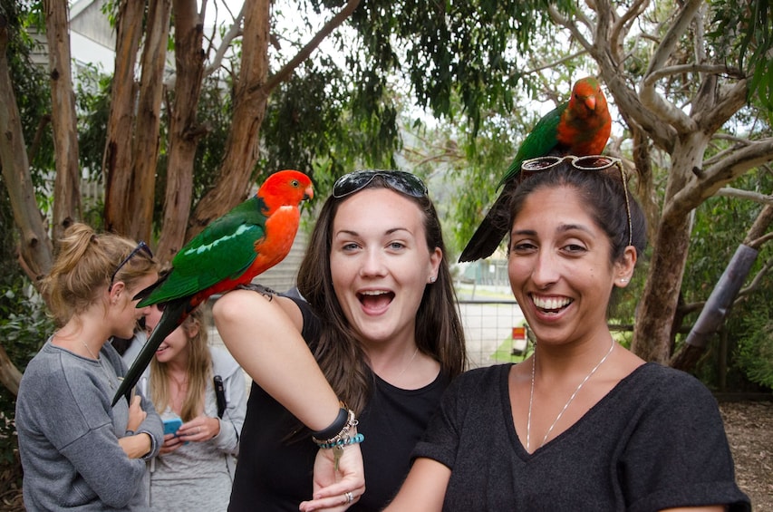 Great Ocean Road & 12 Apostles Small Group Day Tour 