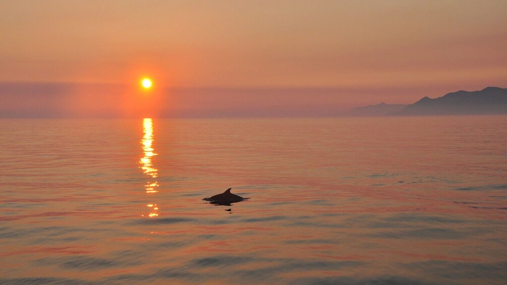 Dolphin in the water at sunset in Dubrovnik