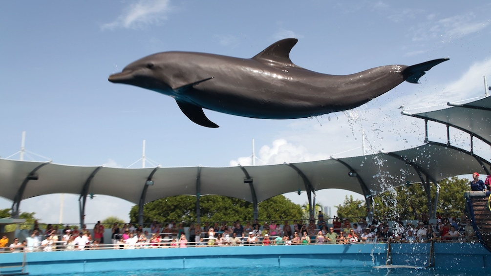 Jumping dolphin at the Seaquarium in Miami