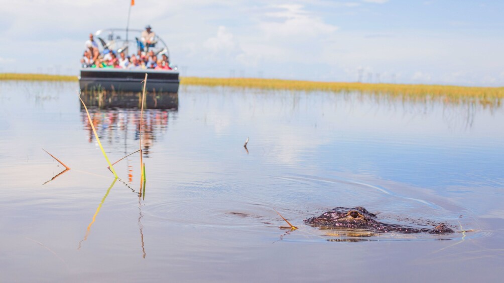 Alligator surfaces near an Airboat