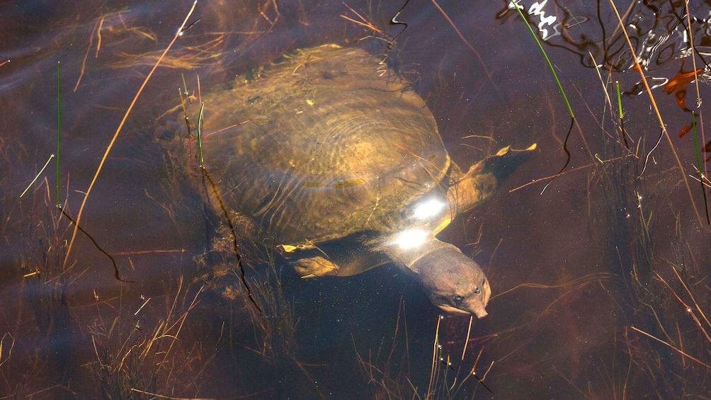 Turtle swims in the Everglades