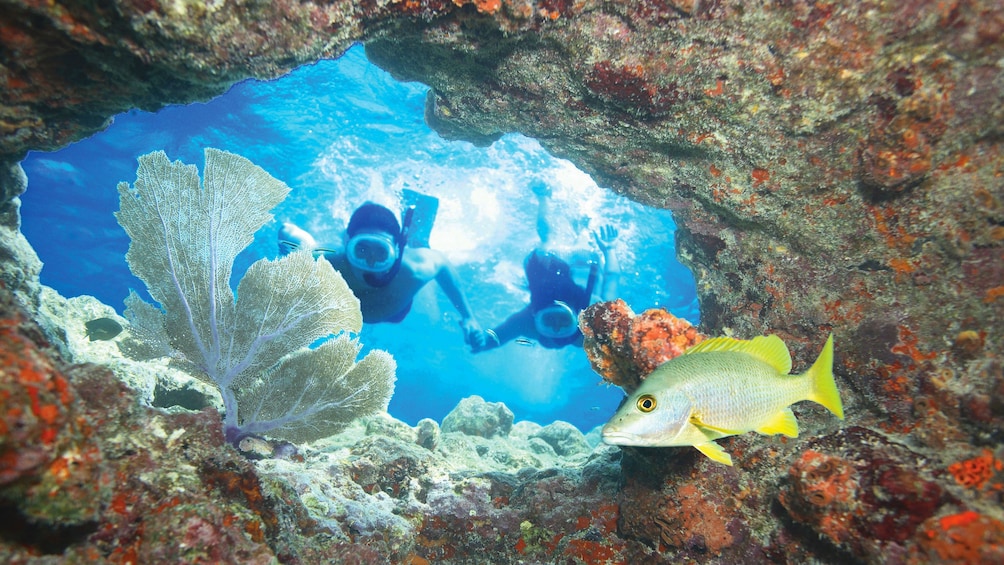 Snorkeling couple swimming towards the ocean floor at Key West