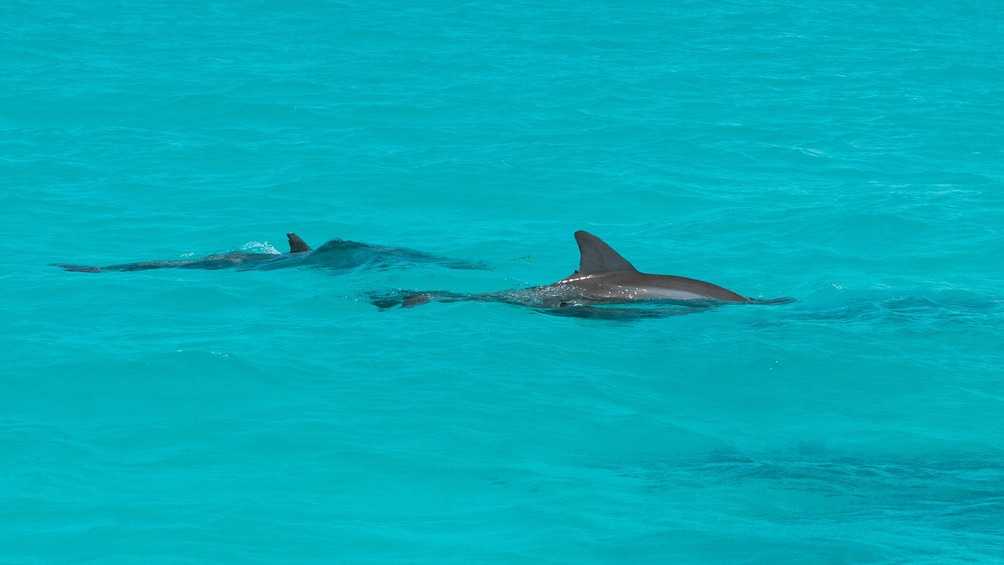 Dolphin Watch & Snorkeling Tour