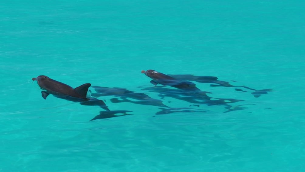 Spotting a pod of dolphins swimming in Key West