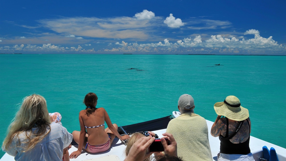 Dolphin watching from the boat in Key West