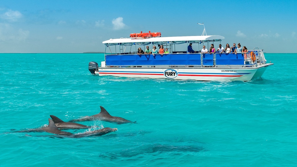 Dolphin Watch & Snorkeling Tour